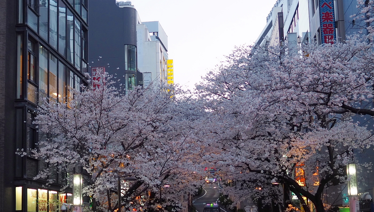 さくら行政書士事務所